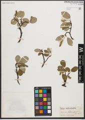 Foto von Salix reticulata L.